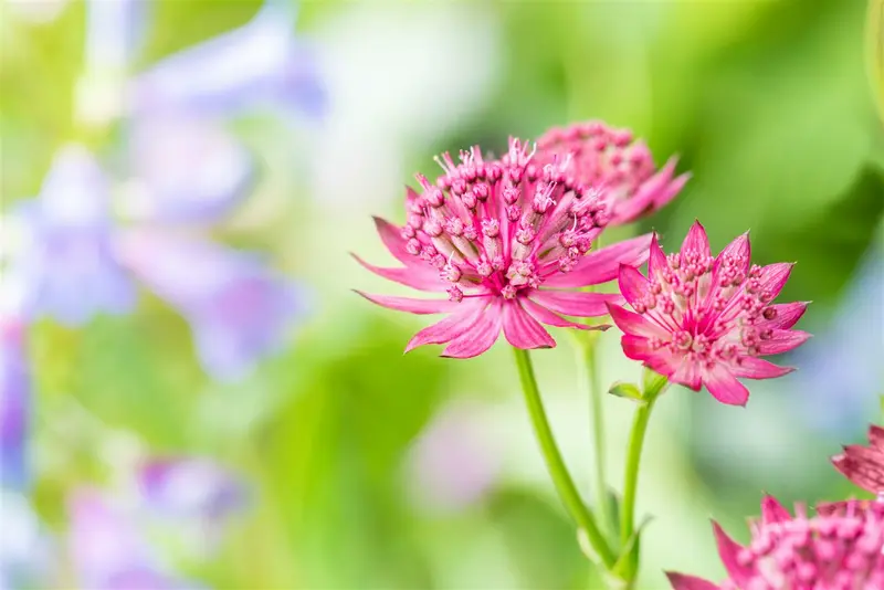 astrantia maj venice p11 - afbeelding 2