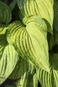 hosta ventricosa P9