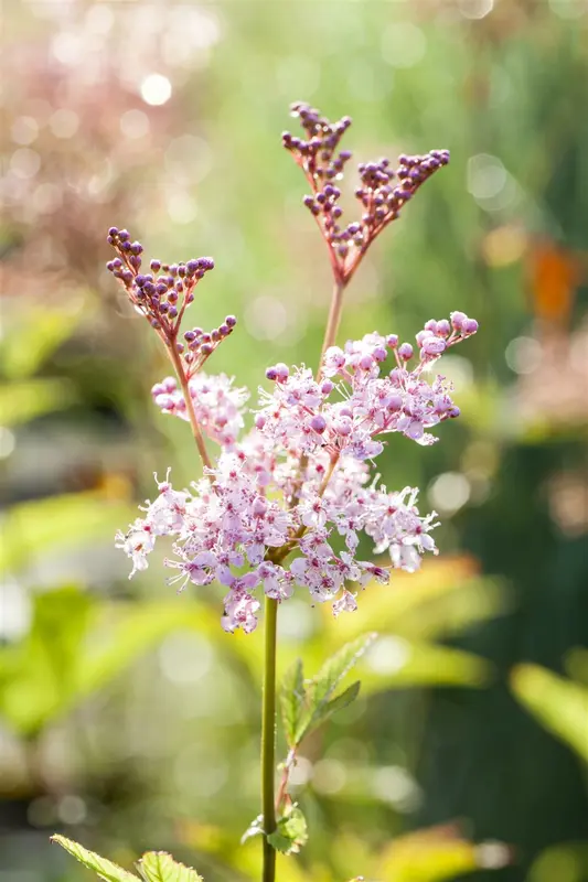 filipendula rub. 'venusta' P9 - afbeelding 1