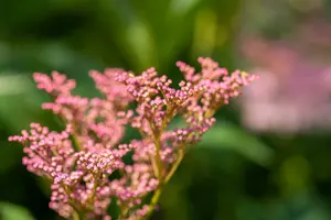 filipendula rub. 'venusta' P9 - afbeelding 3