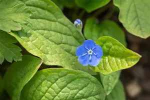 omphalodes verna P11 - afbeelding 3