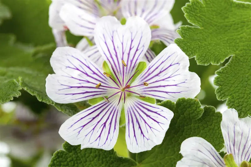 geranium versicolor P11