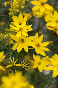 coreopsis verticillata P11 - afbeelding 4