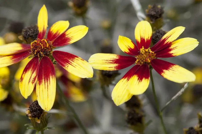 coreopsis verticillata P11 - afbeelding 1