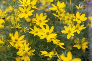 coreopsis verticillata P11 - afbeelding 5