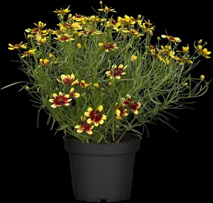 coreopsis verticillata P11 - afbeelding 3