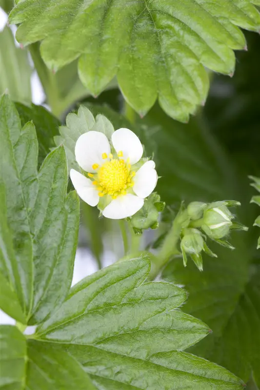 fragaria vesca P11 - afbeelding 5