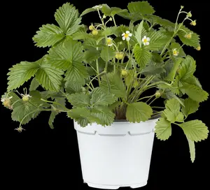 fragaria vesca P11 - afbeelding 4