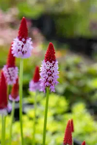 primula vialii P11 - afbeelding 5