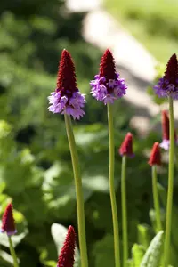 primula vialii P9 - afbeelding 1