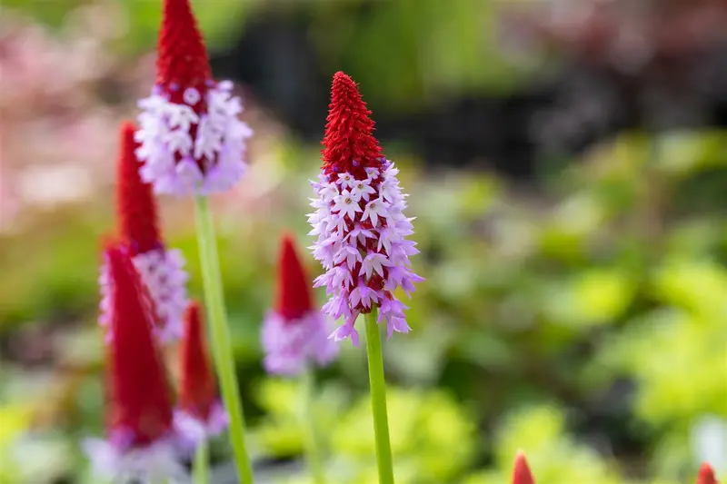 primula vialii P11 - afbeelding 4