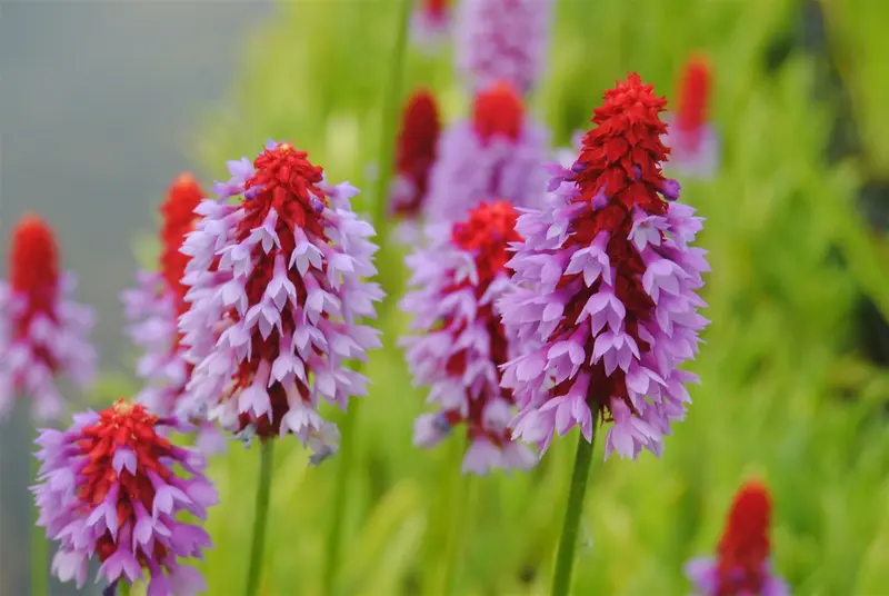 primula vialii P11 - afbeelding 3