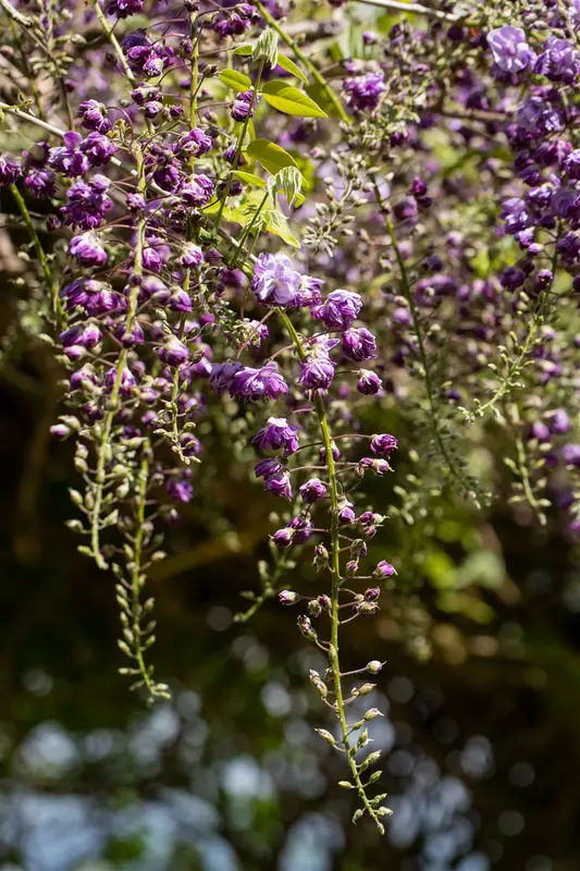 wisteria fl. 'violacea plena' ('black dragon') (50- 60cm) - afbeelding 1