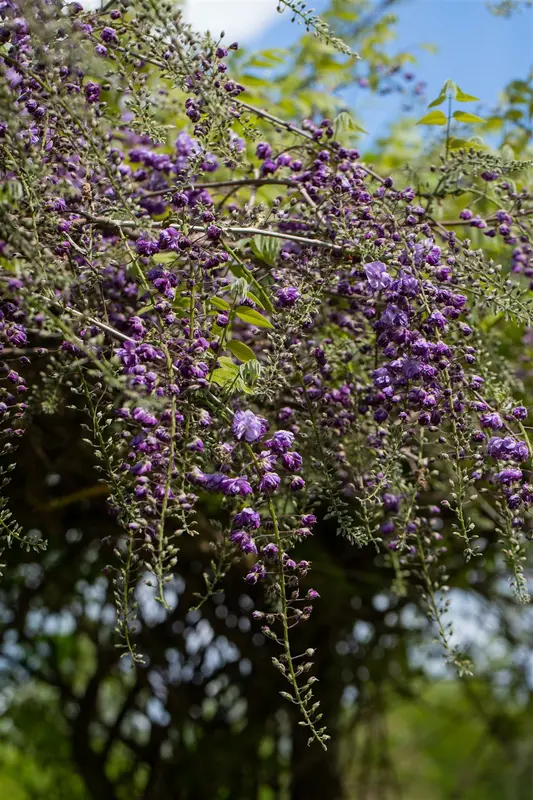 wisteria fl. 'violacea plena' ('black dragon') (50- 60cm) - afbeelding 2