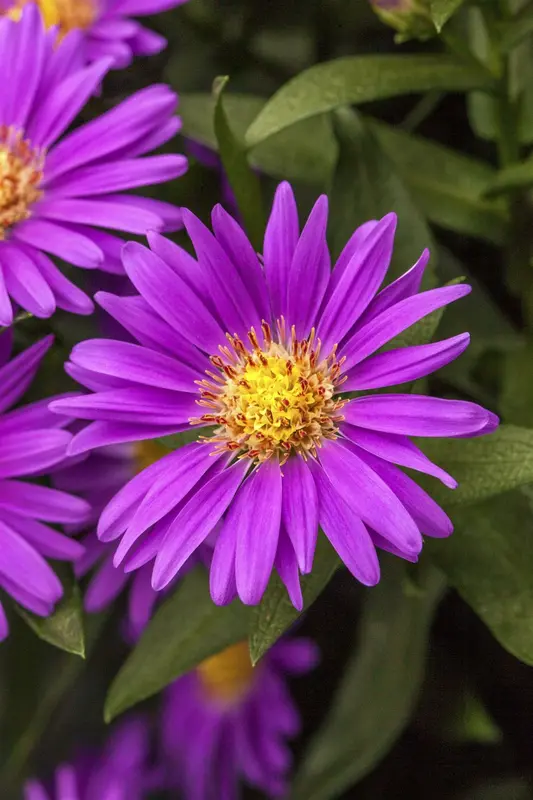 aster n.-a. 'violetta' P9