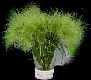 panicum virgatum P9 - afbeelding 1