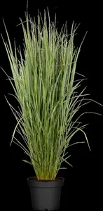 panicum virgatum P9 - afbeelding 4