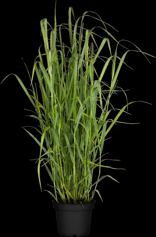 panicum virgatum P9 - afbeelding 3