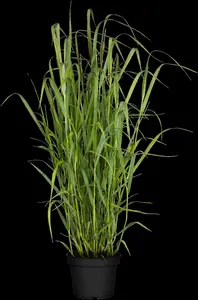 panicum virgatum P9 - afbeelding 3