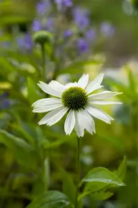 echinacea purpurea P9 - afbeelding 3