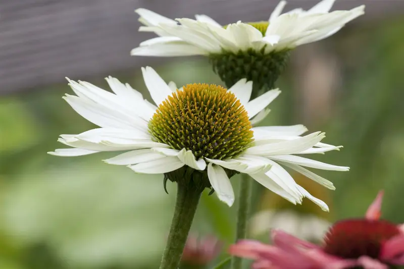 echinacea purpurea P9 - afbeelding 1