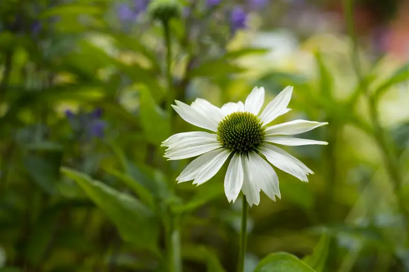 echinacea purp. 'virgin'® P9 - afbeelding 2