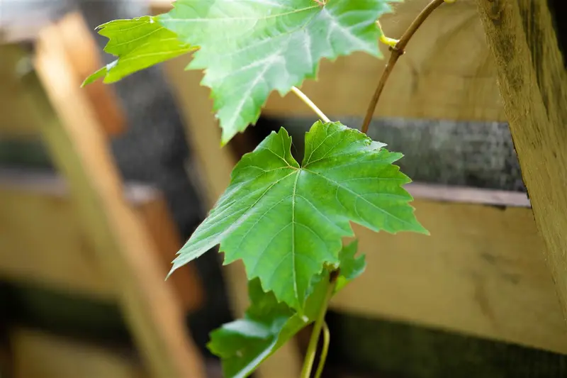 vitis vin. 'muscat d'alexandrie' (50- 60cm) - afbeelding 2