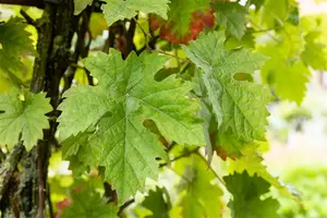 vitis vin. 'muscat d'alexandrie' (50- 60cm) - afbeelding 4