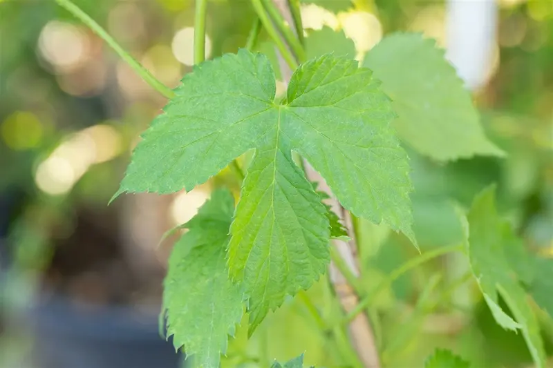 vitis vin. 'muscat d'alexandrie' (50- 60cm) - afbeelding 5