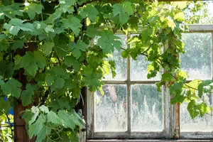 vitis vin. 'muscat d'alexandrie' (50- 60cm) - afbeelding 3