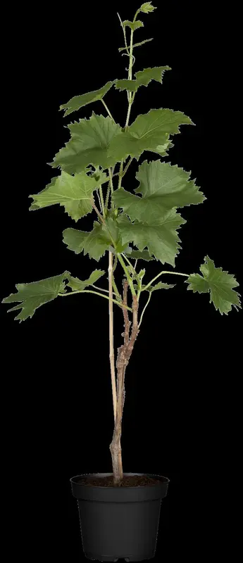 vitis vin. 'muscat d'alexandrie' (50- 60cm) - afbeelding 1