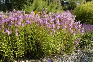 physostegia virg. 'vivid' P9 - afbeelding 1