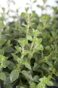 origanum vulgare P11 - afbeelding 2