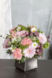 leucanthemum vulgare p11 - afbeelding 1