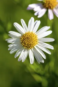 leucanthemum vulgare p11 - afbeelding 3