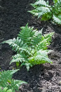 polypodium vulgare P11 - afbeelding 1