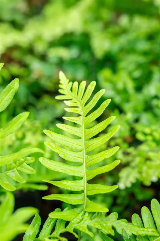 polypodium vulgare P11 - afbeelding 2