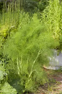 foeniculum vulgare P9 - afbeelding 2