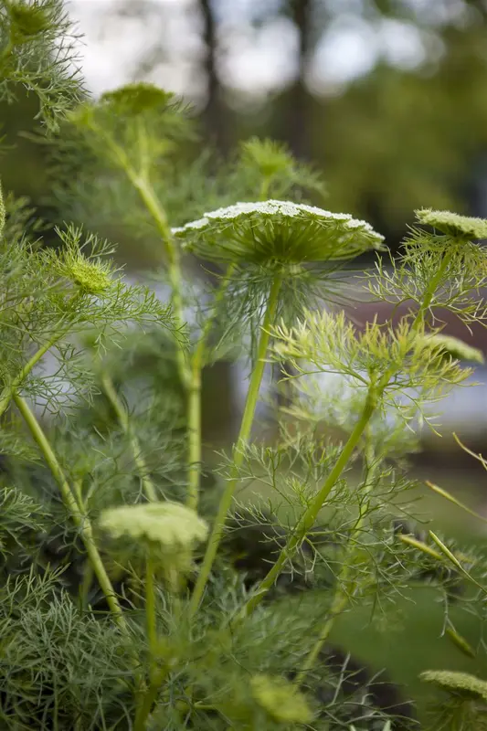 foeniculum vulgare P9 - afbeelding 3