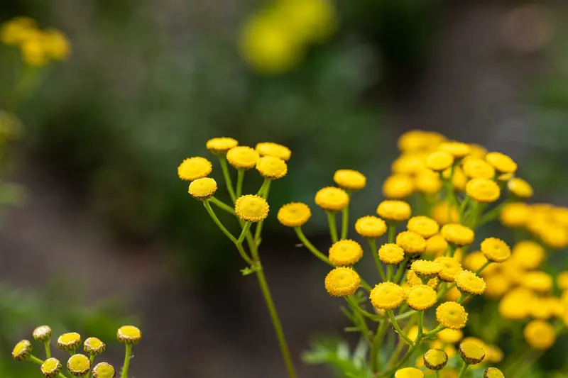 tanacetum vulgare P11 - afbeelding 1