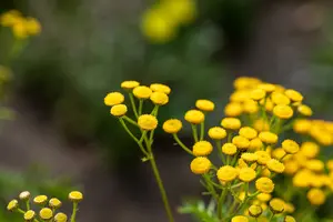 tanacetum vulgare P11 - afbeelding 1