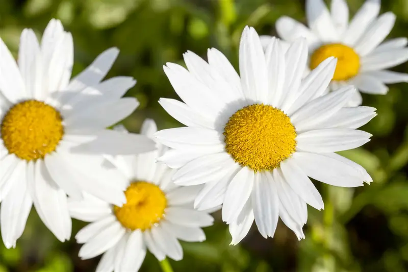 leucanthemum vulgare p11 - afbeelding 4