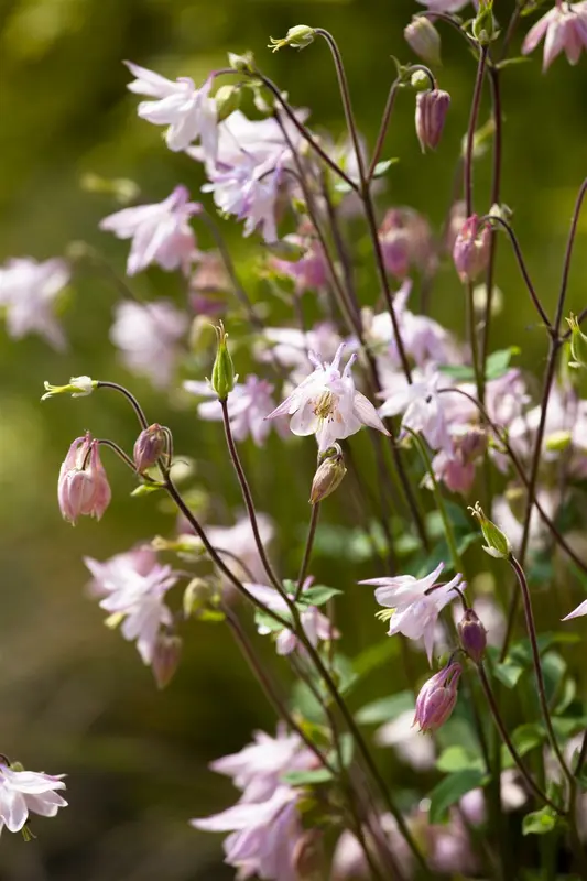 aquilegia vulgaris P11 - afbeelding 1