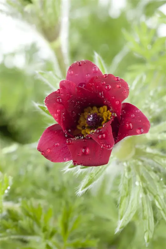 pulsatilla vulgaris P11 - afbeelding 1