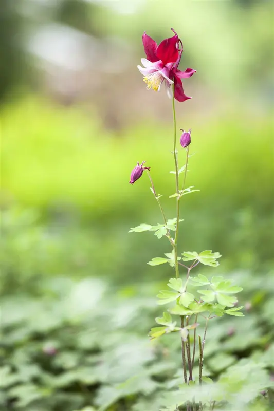 aquilegia vulgaris P9 - afbeelding 2