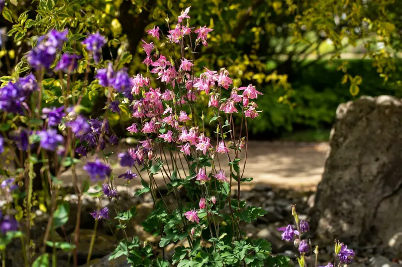 aquilegia vulgaris P11 - afbeelding 5