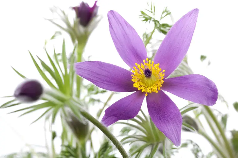 pulsatilla vulgaris P11 - afbeelding 2