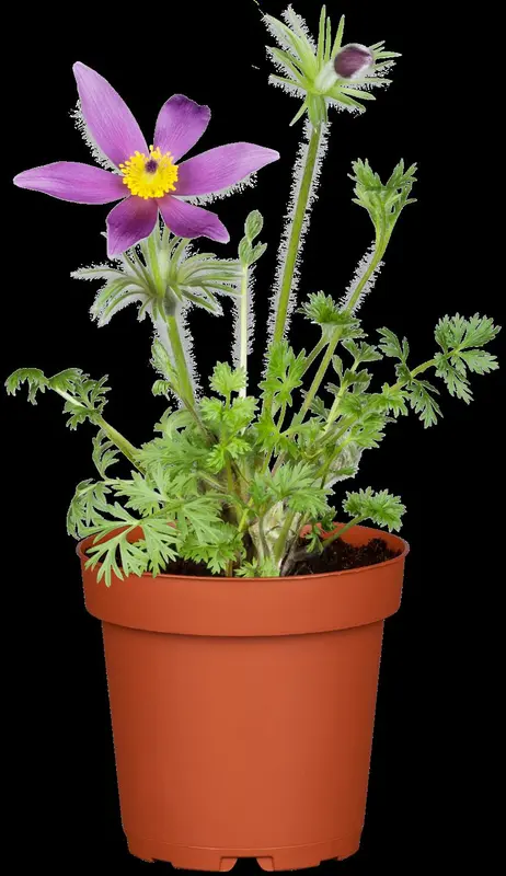 pulsatilla vulgaris P11 - afbeelding 5