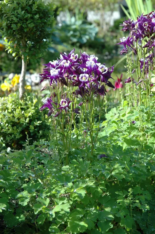 aquilegia vulgaris P11 - afbeelding 3