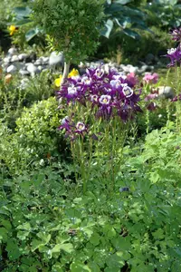 aquilegia vulgaris P11 - afbeelding 4